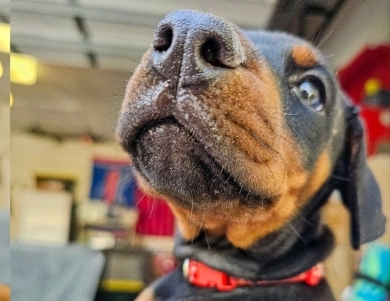 AKC Full Euro  Doberman Pinscher