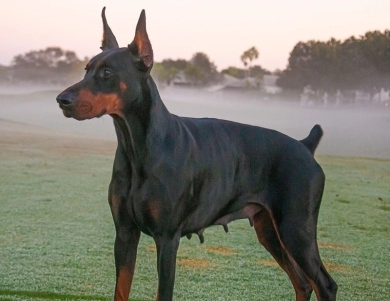 AKC Full Euro  Doberman Pinscher