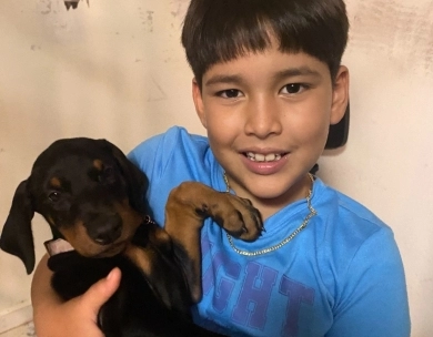 AKC Full Euro  Doberman Pinscher