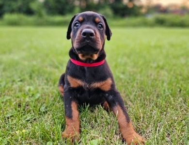 AKC Full Euro  Doberman Pinscher