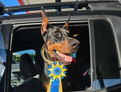 AKC Full Euro  Doberman Pinscher