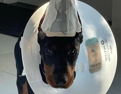 AKC Full Euro  Doberman Pinscher