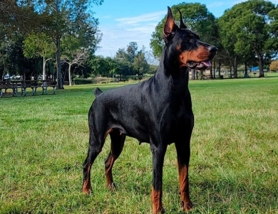 AKC Full Euro  Doberman Pinscher