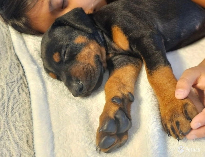 AKC Full Euro  Doberman Pinscher