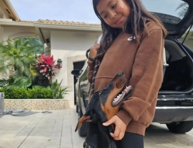 AKC Full Euro  Doberman Pinscher