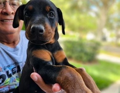 AKC Full Euro  Doberman Pinscher