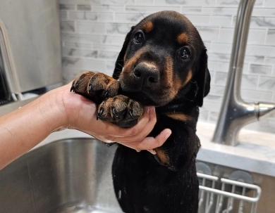 AKC Full Euro  Doberman Pinscher