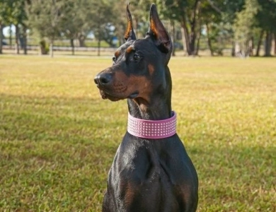 AKC Full Euro  Doberman Pinscher