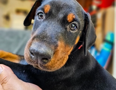AKC Full Euro  Doberman Pinscher