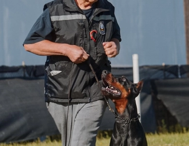 AKC Full Euro  Doberman Pinscher