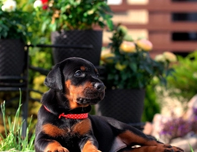 AKC Full Euro  Doberman Pinscher