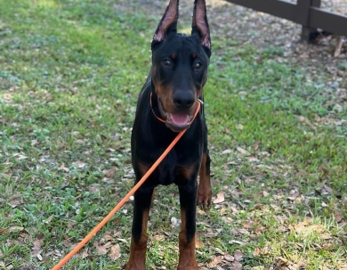 AKC Full Euro  Doberman Pinscher
