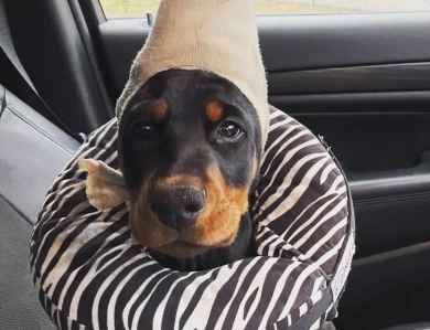 AKC Full Euro  Doberman Pinscher