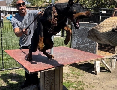 AKC Full Euro  Doberman Pinscher
