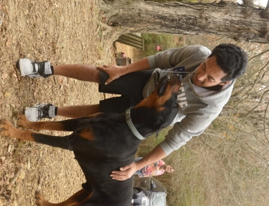 AKC Full Euro  Doberman Pinscher