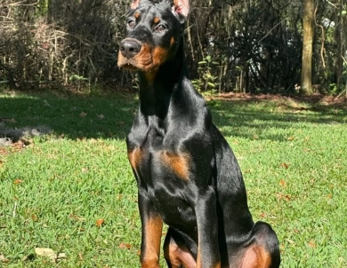 AKC Full Euro  Doberman Pinscher