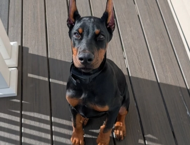 AKC Full Euro  Doberman Pinscher