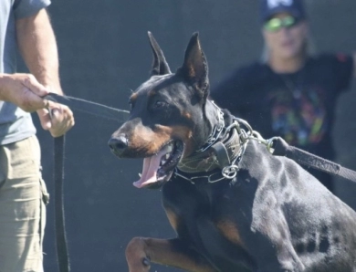 AKC Full Euro  Doberman Pinscher