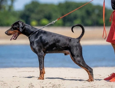 AKC Full Euro  Doberman Pinscher
