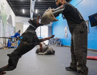 AKC Full Euro  Doberman Pinscher