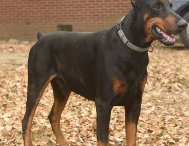 AKC Full Euro  Doberman Pinscher