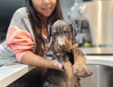 AKC Full Euro  Doberman Pinscher