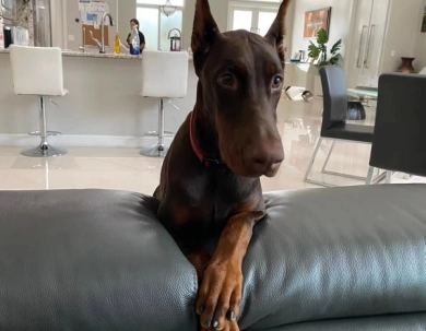 AKC Full Euro  Doberman Pinscher