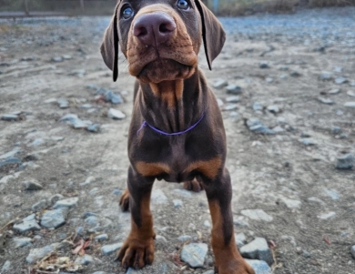 AKC Full Euro  Doberman Pinscher