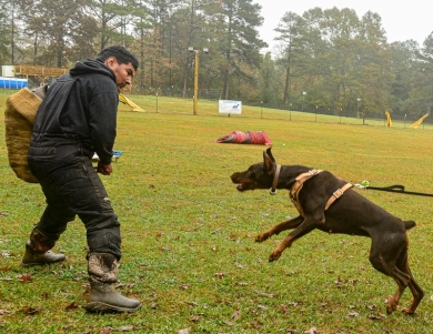 AKC Full Euro  Doberman Pinscher