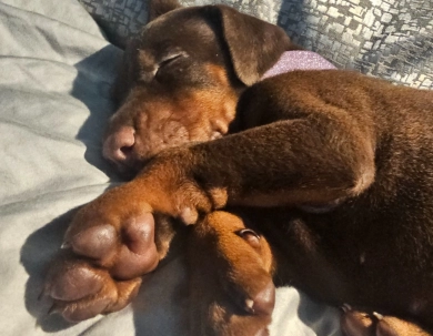 AKC Full Euro  Doberman Pinscher