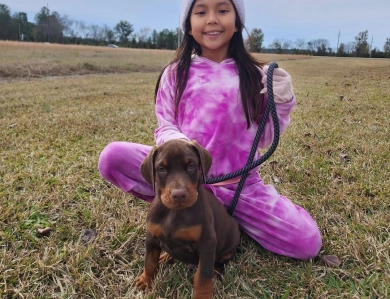AKC Full Euro  Doberman Pinscher