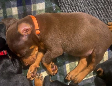 AKC Full Euro  Doberman Pinscher