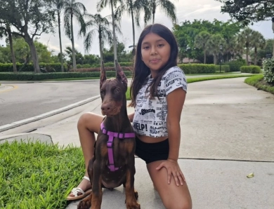 AKC Full Euro  Doberman Pinscher