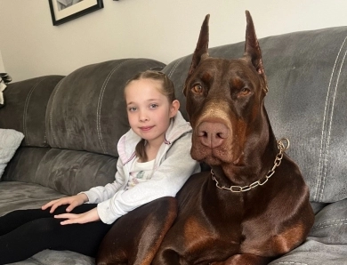 AKC Full Euro  Doberman Pinscher