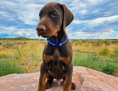 AKC Full Euro  Doberman Pinscher