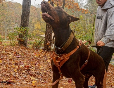 AKC Full Euro  Doberman Pinscher