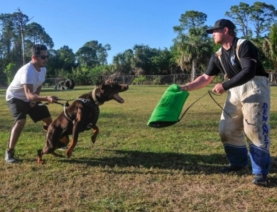 AKC Full Euro  Doberman Pinscher