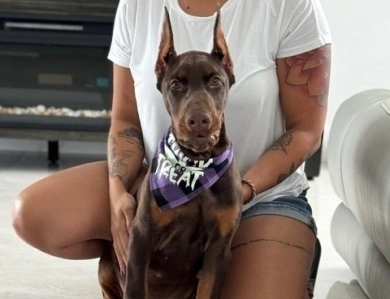 AKC Full Euro  Doberman Pinscher