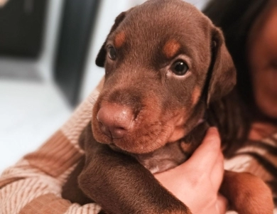 AKC Full Euro  Doberman Pinscher