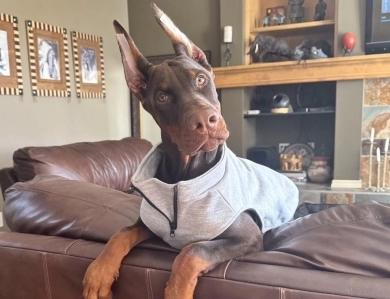 AKC Full Euro  Doberman Pinscher