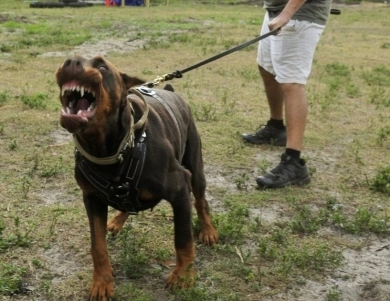 AKC Full Euro  Doberman Pinscher