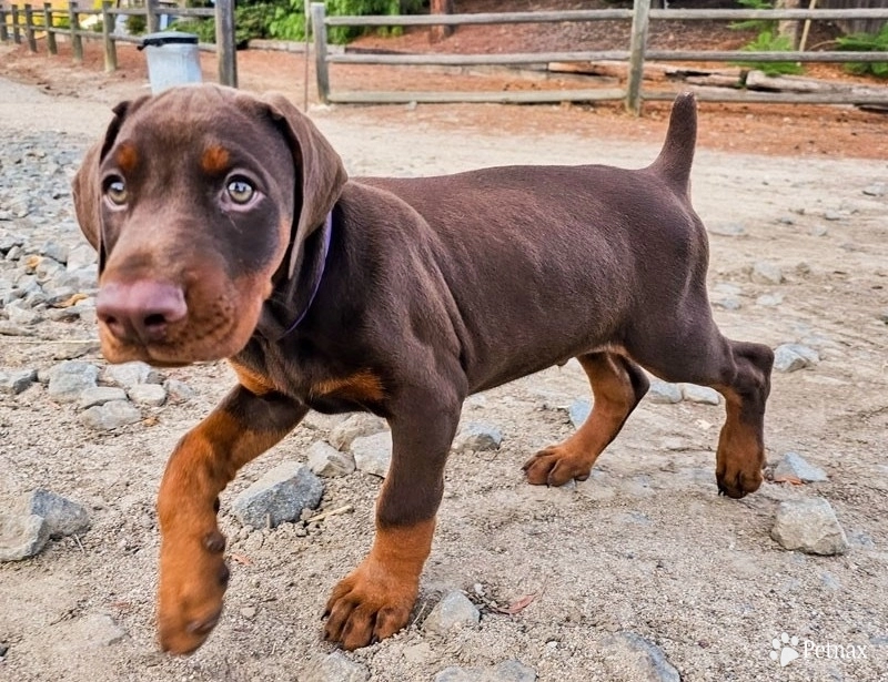 AKC Full Euro  Doberman Pinscher