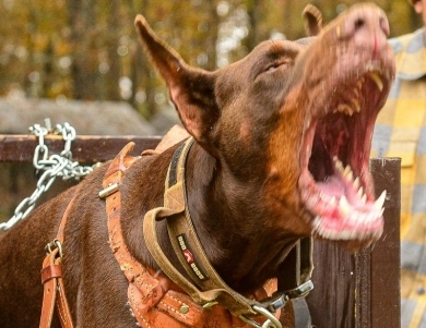 AKC Full Euro  Doberman Pinscher