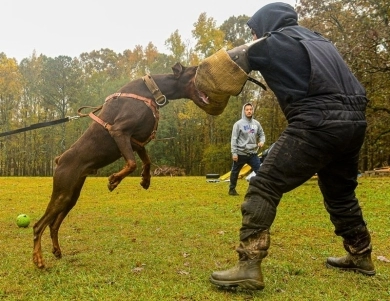 AKC Full Euro  Doberman Pinscher
