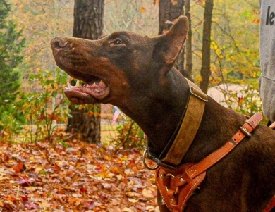 AKC Full Euro  Doberman Pinscher