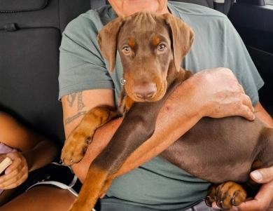 AKC Full Euro  Doberman Pinscher