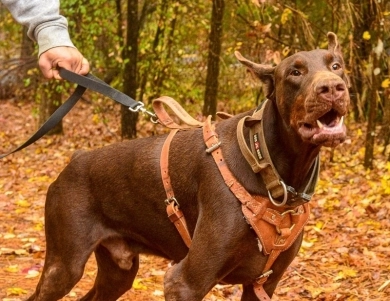 AKC Full Euro  Doberman Pinscher