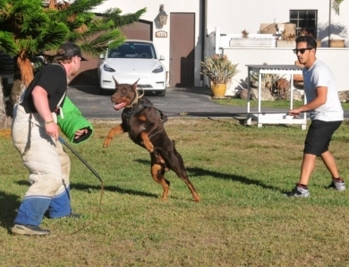 AKC Full Euro  Doberman Pinscher