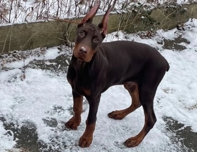 AKC Full Euro  Doberman Pinscher