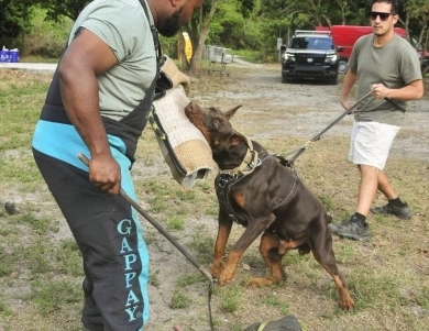 AKC Full Euro  Doberman Pinscher